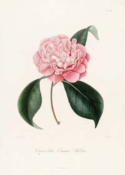 Iconographie du genre Camellia Pl.083 by Lorenzo Berlèse, 1841-1843 — digital art print download