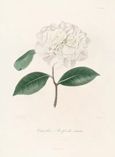 Iconographie du genre Camellia Pl.086 by Lorenzo Berlèse, 1841-1843 — digital art print download