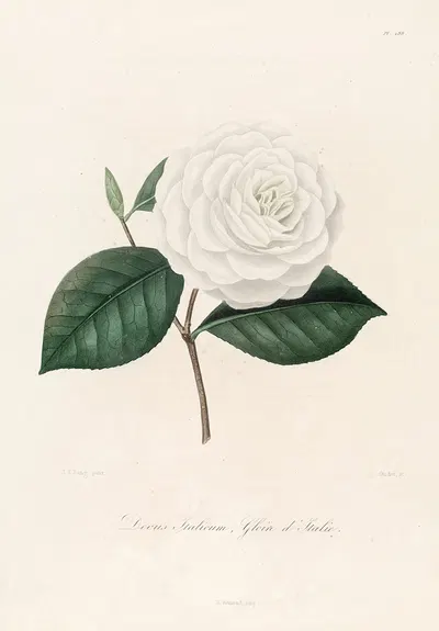 Iconographie du genre Camellia Pl.088 by Lorenzo Berlèse, 1841-1843 — digital art print download