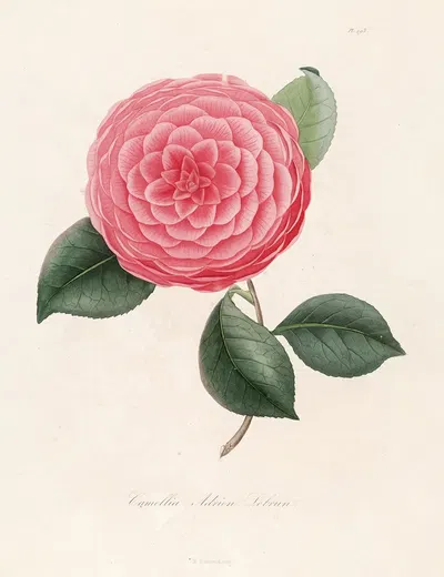 Iconographie du genre Camellia Pl.093 by Lorenzo Berlèse, 1841-1843 — digital art print download