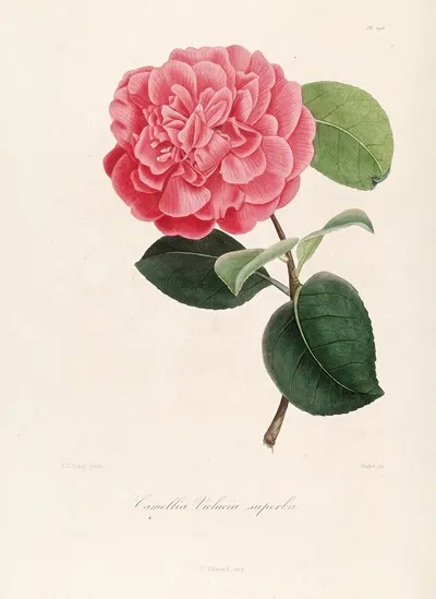 Iconographie du genre Camellia Pl.096 by Lorenzo Berlèse, 1841-1843 — digital art print download