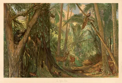 Из сердца Цейлона by Август Шпехт, 1920 — digital art print download