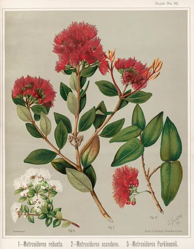 1 – Metrosideros robusta. 2 – Metrosideros scandens 3 – Metrosideros parkinsonii. Plate 36 by Sarah Featon — digital art…
