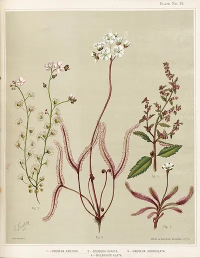 1. – Drosera arcturi. 2. – Drosera binata. 3. – Drosera auriculata. 4. – Halaragis altata. Plate 33 by Sarah Featon —…