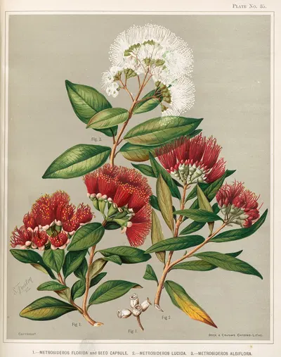 1. – Metrosideros florida and Seed Capsule. 2. – Metrosideros lucida. 3. – Metrosideros albiflora. Plate 35 by Sarah Featon…