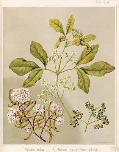 1. – Phebalium nudum. 2. – Melicope ternata (flower and fruit.) Plate 17 by Sarah Featon — digital art print download