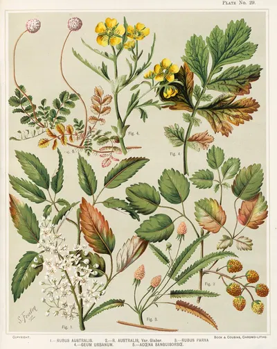 1. – Rubus australis. 2. – R. aaustralis, var. glaber. 3. – Rubus parva. 4. – Geum urbanum. 5. – Acaena sanguisorbce. Plate…
