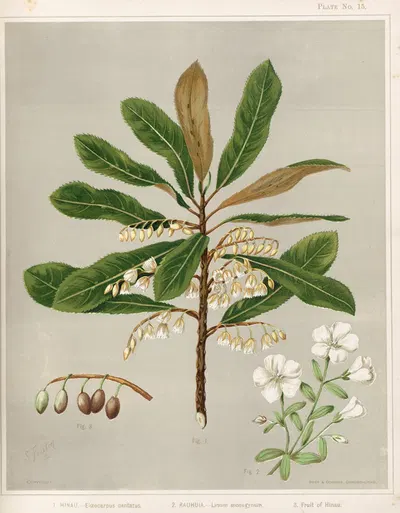 1. Hinau. – Elaeocarpus dentatus. 2. Rauhuia. – Linum monogynum. 3. Fruit of Hinau. Plate 15 by Sarah Featon — digital art…