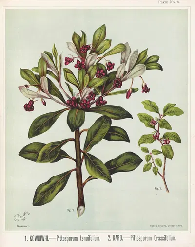 1. Kowhiwhi. – Pittosporum tenuifolium 2. Karo. – Pittosporum crassifolium. Plate 8 by Sarah Featon — digital art print…