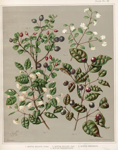 1. Myrtus bullata, Flower. 2. Myrtus bullata, Fruit. 3. Myrtus obcordata. 4. Myrus pendunculata. Plate 38 by Sarah Featon —…