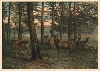 Немецкий благородный олень с стадом by Р. Войтлендер, 1911 — digital art print download