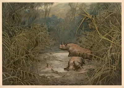 Rhinoceroses bathing in the Masai Steppe. (East Africa) by R. Voigtländer, 1911 — digital art print download