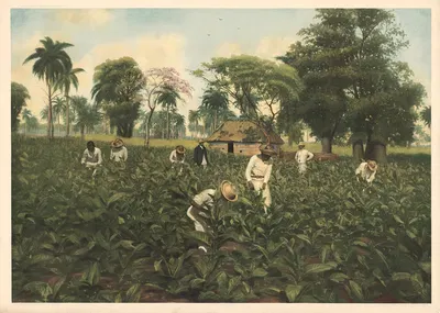Табачная плантация, Куба by Р. Войтлендер, 1911 — digital art print download