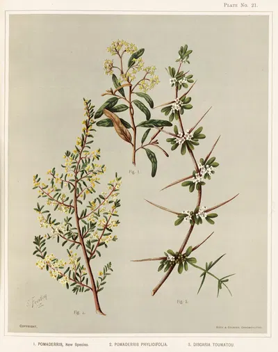 1. Pomaderris, New Species. 2. Pomaderris phylicifolia. 3. Discaria toumatou. Plate 21 by Sarah Featon — digital art print…
