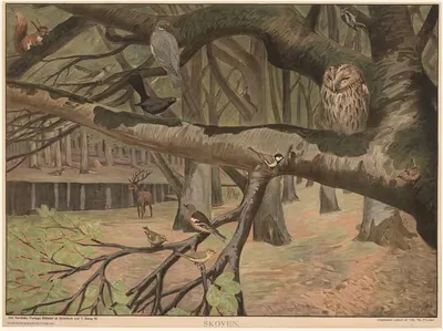 Лес by Вильгельм Теодор Фишер, 1903 — digital art print download