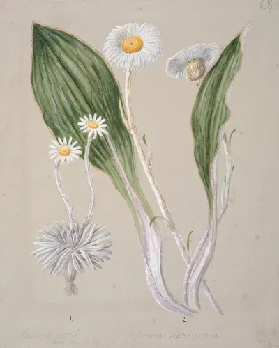 Celmisia (mountain daisy) by Sarah Featon — digital art print download