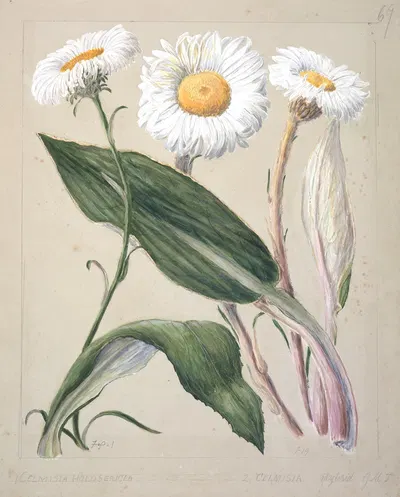 Celmisia holosericea; Celmisia hybrid (New Zealand mountain daisies) by Sarah Featon — digital art print download