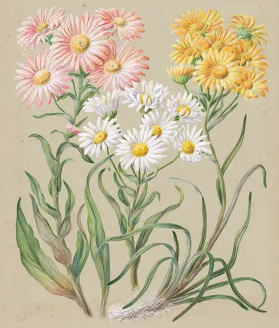 Celmisia incana (White mountain musk or Woolly mountain daisy); Celmisia coriacea (Silvery cotton daisy); Celmisia…