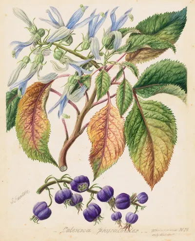 Colensoa physaloides by Sarah Featon — digital art print download