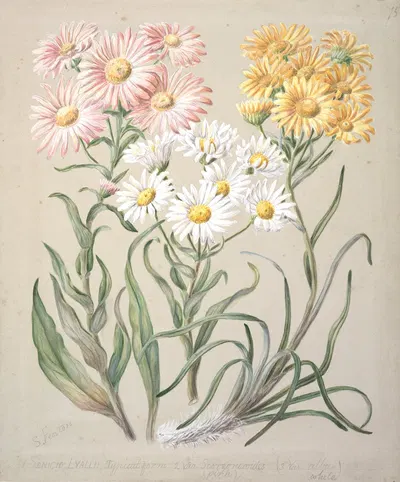 Dolichoglottis lyallii; Dolichoglottis scorzoneroides; (New Zealand snow groundsels) by Sarah Featon — digital art print…