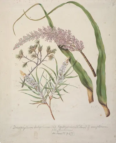 Dracophyllum latifolium Neinei; Dracophyllum strictum; Dracophyllum uniflorum;Turpentine scrub by Sarah Featon — digital…