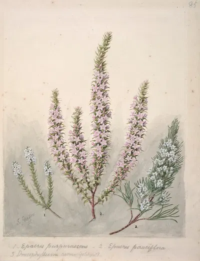 Epacris(2species); Dracophyllum(1 species) by Sarah Featon — digital art print download