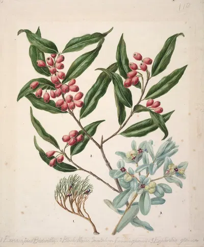 Exorcarpus bidwillii; Black Maire santalum cunninghamii; Euphorbia glauca by Sarah Featon — digital art print download