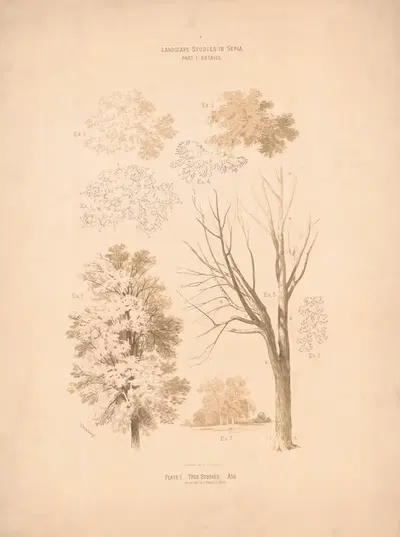 Landscape studies in sepia. Tree studies; ash by H. Hitchings, 1876 — digital art print download