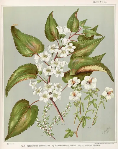 Fig 1. – Plagianthus divaricatus. Fig 2. – Plagianthus lyallii. Fig 3. – Hibiscustrionum Plate 11 by Sarah Featon — digital…