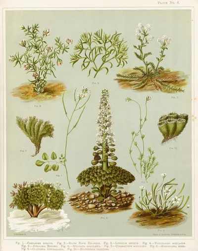 Fig. 1 Cardamine hirsuta. Fig 2. Braya novae zelandie. Fig 3. Lepidium incisum. Fig 4. Notothalspi rosulatum Plate 6 by…