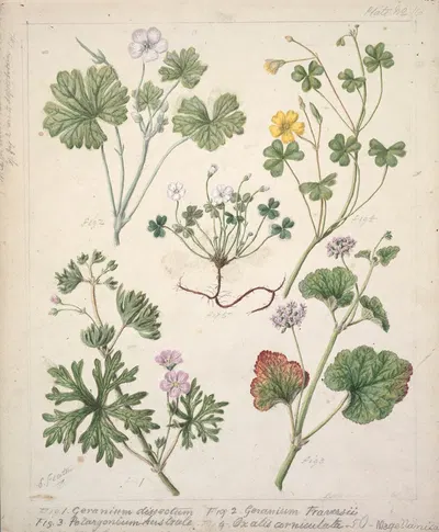 Geranium dissectum; Geranium traversii; Pelargonium Australe; Oxalis corniculata; Magellanica by Sarah Featon — digital art…