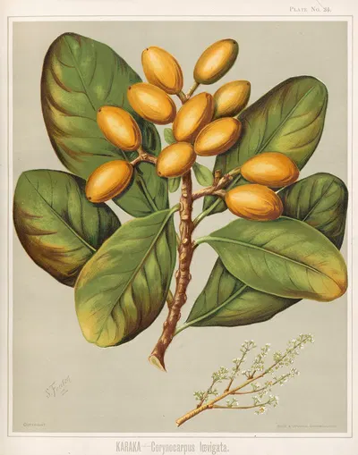 Karaka – Corynocarpus Ioevigata. Plate 24 by Sarah Featon — digital art print download