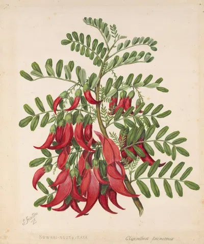 Kowhai-ngutu-kaka. Clianthus puniceus by Sarah Featon — digital art print download