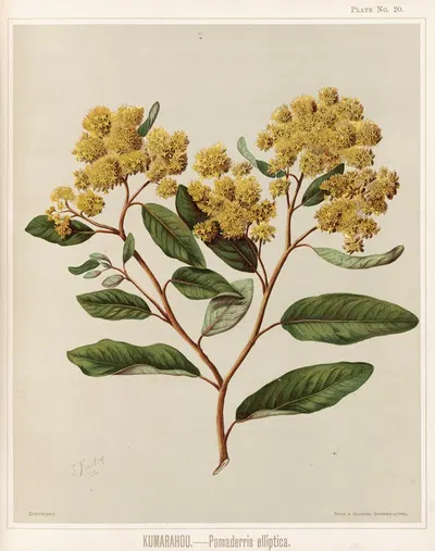 Kumarahou. – Pomaderris elliptica. Plate 20 by Sarah Featon — digital art print download