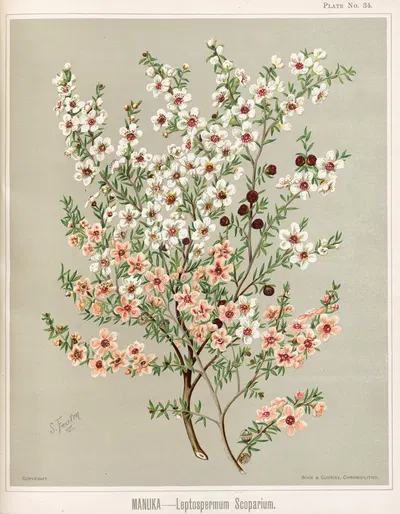 Manuka – Leptospermum scoparium. Plate 34 by Sarah Featon — digital art print download