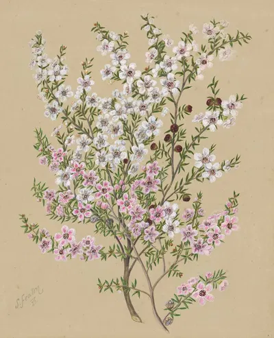 Manuka by Sarah Featon — digital art print download