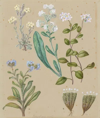 Myosotis species (5) Forget-me-not by Sarah Featon — digital art print download