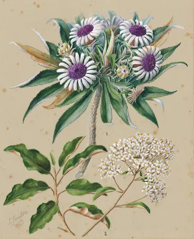 Olearia angustifolia; mutton bird scrub, Teteaweka; Olearia frufuracea; Akipirau by Sarah Featon — digital art print download