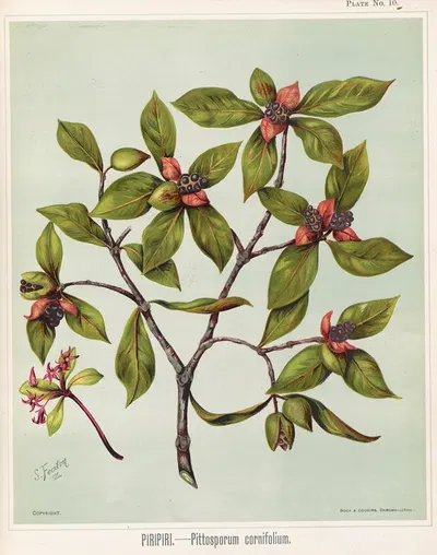 Piripiri. – Pittosporum cornifolium Plate 10 by Sarah Featon — digital art print download