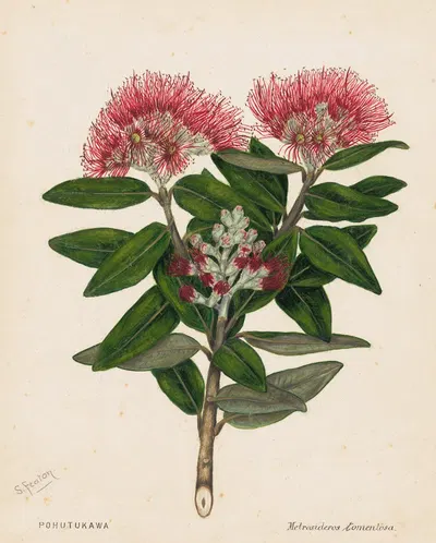 Pohutukawa – Metrosideros Tomentosa by Sarah Featon, 1888 — digital art print download