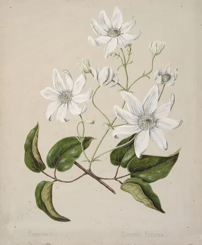 Puawananga – Clematis indivisa by Sarah Featon — digital art print download