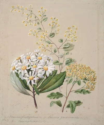 Senecio (3 species) by Sarah Featon — digital art print download