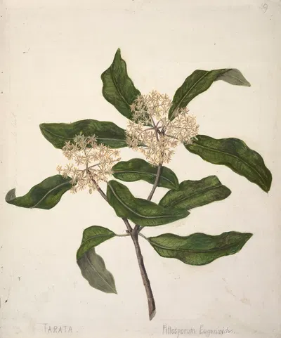 Tarata, Pittosporum eugenioides by Sarah Featon — digital art print download