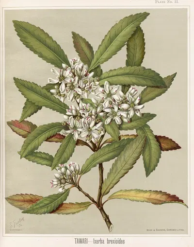 Tawari – Ixerba brexioides. Plate 31 by Sarah Featon — digital art print download