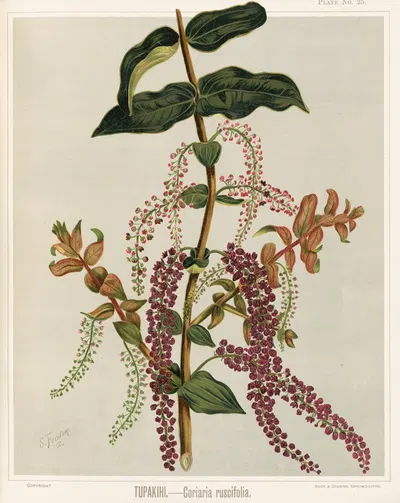 Tupakihi. – Coriaria ruscifolia. Plate 25 by Sarah Featon — digital art print download