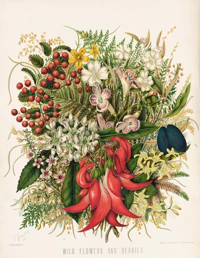 Wild Flowers and Berries. Plate 0 by Sarah Featon — digital art print download
