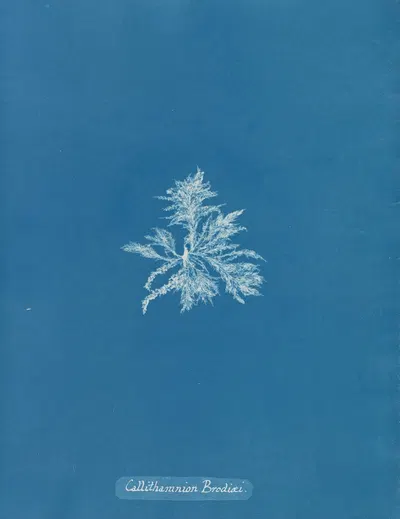 Callithamnion Brodiæi by Anna Atkins, 1843-1853 — digital art print download