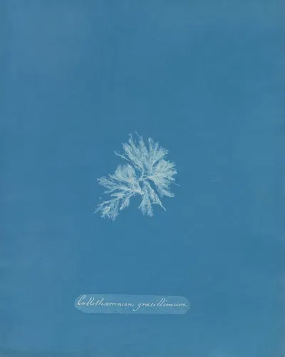 Callithamnion gracillimum by Anna Atkins, 1843-1853 — digital art print download