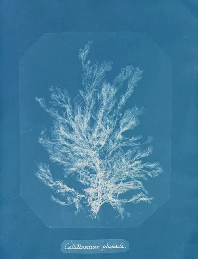 Callithamnion plumula by Anna Atkins, 1843-1853 — digital art print download