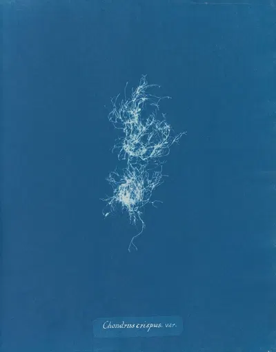 Chondrus crispus var. by Anna Atkins, 1843-1853 — digital art print download